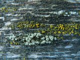 Lecanora varia cf.-1.jpg